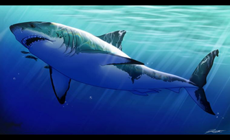 Great White Shark By Djcoulz