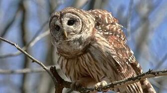 Barred Owl Hoot Jim Flowers