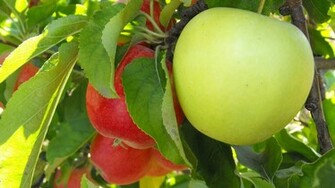 File Name Apple Tree Wallpaper For Pc Full HD Pictures