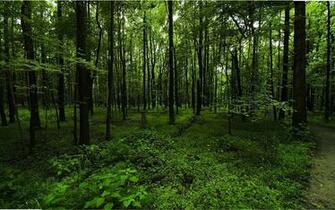 Green Forest Wallpaper