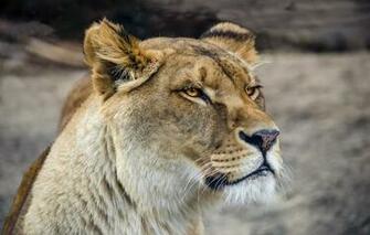 Wallpaper Cat Look Face Close Up Background Portrait Wild