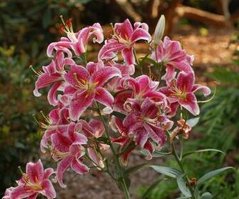 Stargazer Lily Desktop Wallpaper This