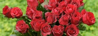 Dark Red Roses Dual Monitor Wallpaper