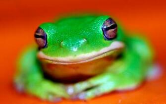 Coders Explore The Collection Frogs Animal Frog