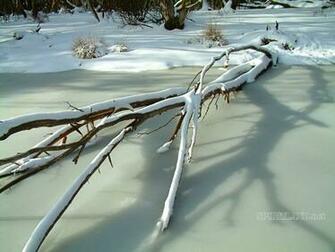 On Frozen Pond Mt Hotham Snowfields Victoria