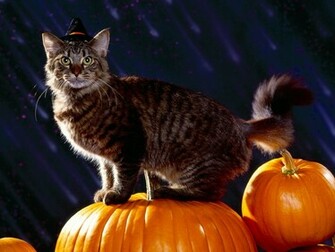 Cats Halloween Party