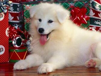 Cute Puppy With Christmas Presents Computer Desktop Wallpaper