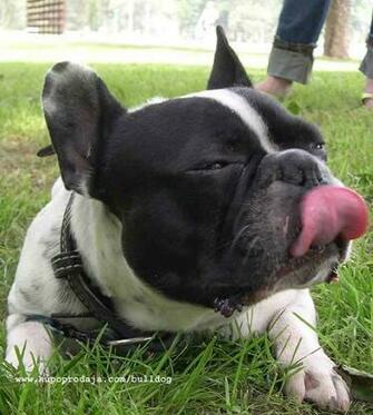Bull Dog