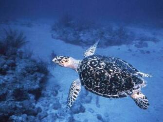 Sea Turtle Wallpaper
