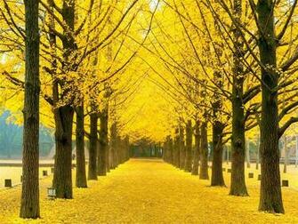 Nami Island Wallpaper Top Background