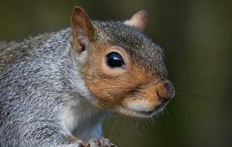Wallpaper Protein Muzzle Rodent Image For Desktop Section