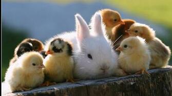 Cute Baby Animal Wallpaper