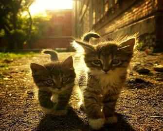New Friends Kitten Wallpaper