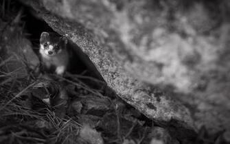 Ferret Wallpaper Background