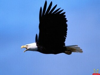 Amazing Beautiful HD Wallpaper Of Flying Eagle E Entertainment