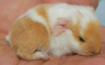 Baby Pig Wallpaper HD In Animals Imageci