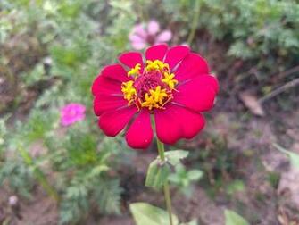 Zinnia Wikipedia