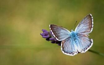 Beautiful Butterfly HD Wallpaper