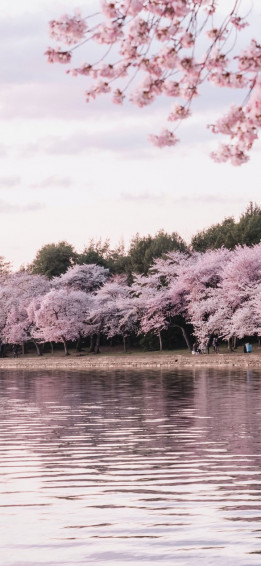 Aesthetic Spring Wallpaper For iPhone May The Ray