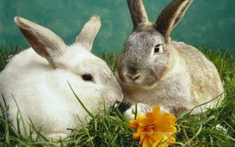 Wallpaper Rabbit Pandas Dogs