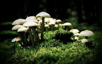 Magic Mushrooms