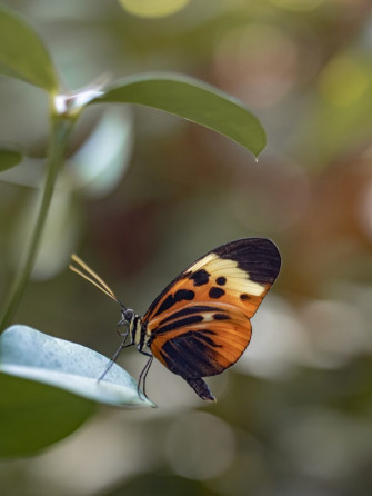 Beautiful Butterfly Wallpaper To Flatter Your Screen