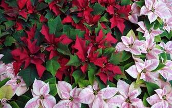 Poinsettias Wallpaper