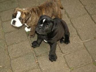 Leavitt Bulldog Information And Pictures American Bully