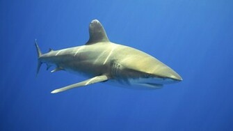 Ocean Life Wallpaper HD Background