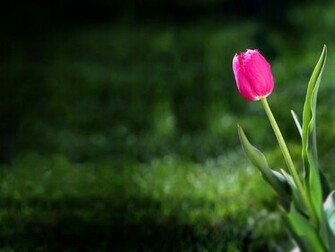 Pink Tulip Flower Wallpaper Pc Screen