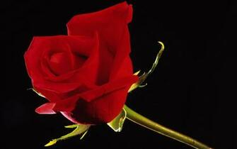 Pics Photos Wallpaper HD Red Rose Black