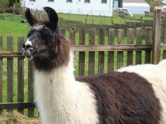 Llama HD Wallpaper Christmas Newyear