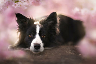 Border Collie Computer Wallpaper Desktop Background