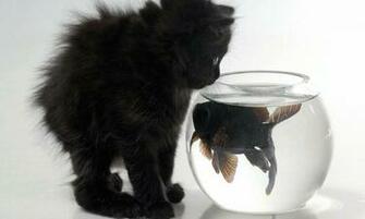 Black Kitten Wallpaper Android Apps On Google Play