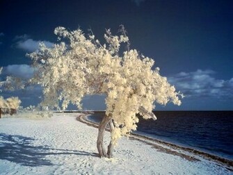 White Sands Wallpaper