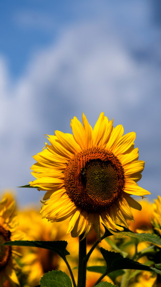 Sunflowers iPhone Wallpaper Idrop News