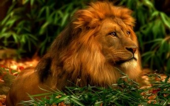Lion Wallpaper 3d HD Background Desktop