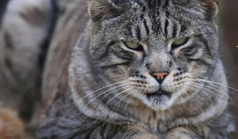 Wallpaper Next Big Cats Netbook