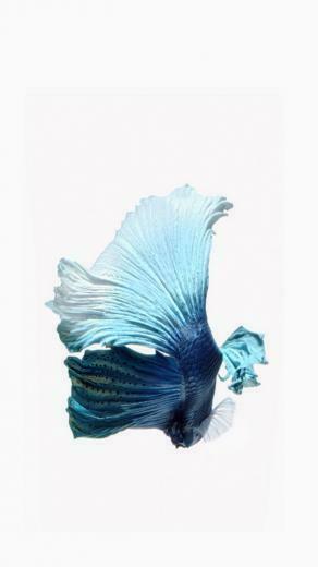 iPhone Wallpaper To Set As Background