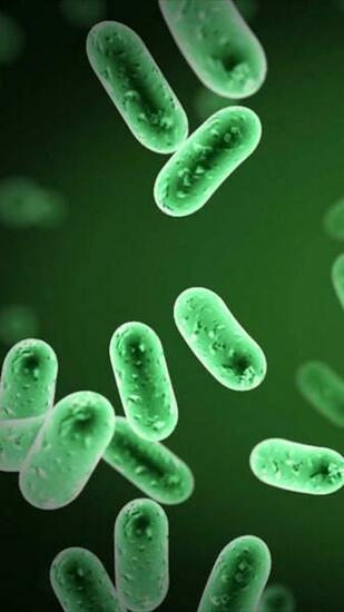 Bacteria Wallpaper Full HDq Pics