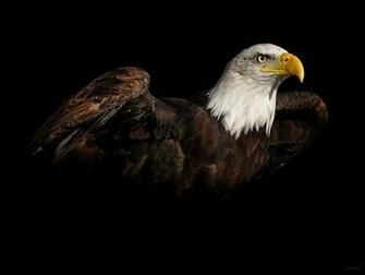 Bald Eagle Wallpaper Desktop