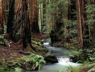 HD Widescreen Wallpaper Fabulous Desktop Nature