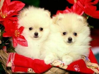 Christmas Dogs Wallpaper