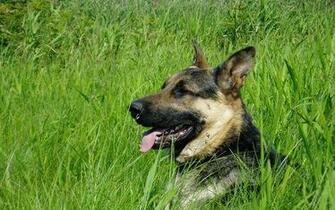 German Shepherd In Tall Green Grass Picture