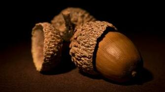 Acorn Desktop Pc And Mac Wallpaper