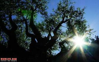 Tree Of Life Desktop Wallpaper