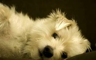 Love Dogs Wallpaper Of