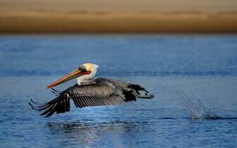 Animal Pelican Wallpaper