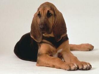 Best Hound Background Hellhound Wallpaper