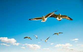 Flying Birds In Sky Wallpaper Full HD